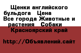 Щенки английского бульдога › Цена ­ 40 000 - Все города Животные и растения » Собаки   . Красноярский край